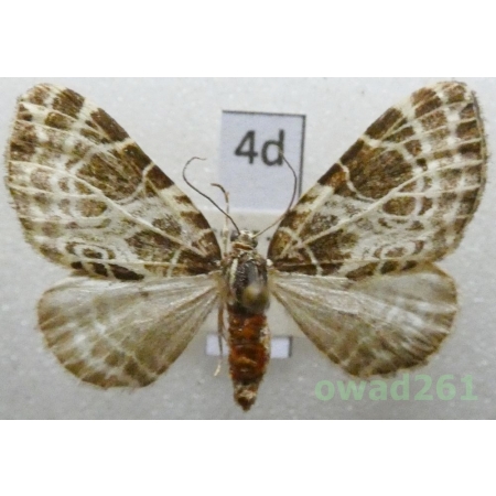 Eustroma reticulata (Denis & Schiffermüller, 1775) Czech4d